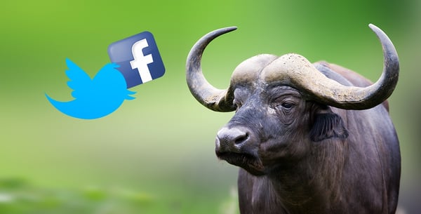 Le bufale su web: perchè ci caschiamo?